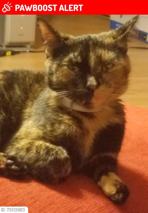 Lost Female Cat last seen Hobbton hwy 701, Sampson County, NC 28328