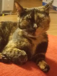 Lost Female Cat last seen Hobbton hwy 701, Sampson County, NC 28328