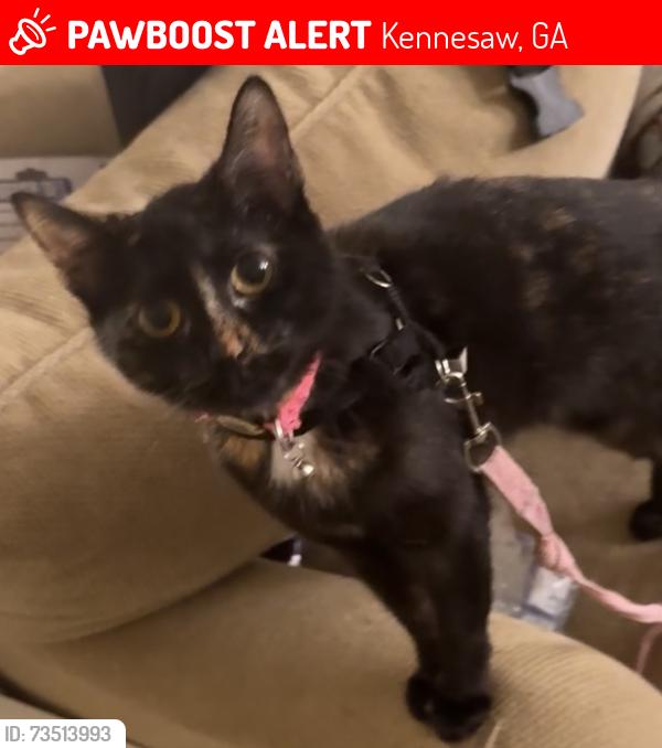 Lost Female Cat last seen Near esquire cir nw, Kennesaw, GA 30144