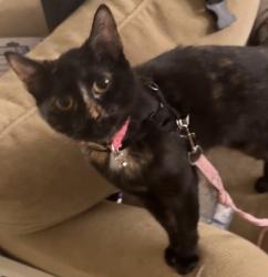 Lost Female Cat last seen Near esquire cir nw, Kennesaw, GA 30144