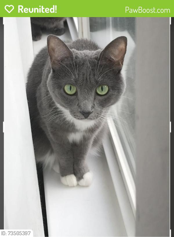 Reunited Female Cat last seen The woods on Spring Road and Ore Bank Road, York, PA 17406