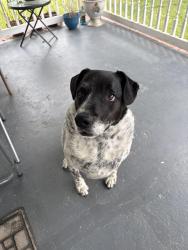 Lost Male Dog last seen Near Bramlett Church Rd, Gray Court, 29645, SC, Gray Court, SC 29645