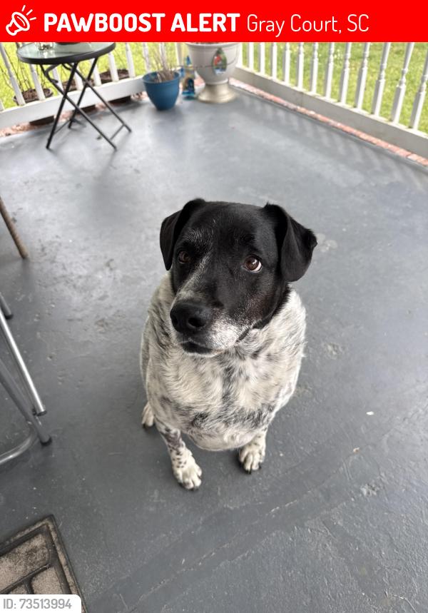 Lost Male Dog last seen Near Bramlett Church Rd, Gray Court, 29645, SC, Gray Court, SC 29645
