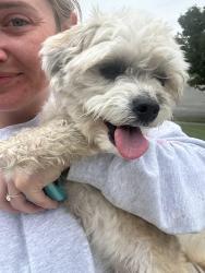Reunited Female Dog last seen Princeton pike Church of God, Liberty Township, OH 45011