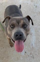 Shelter Stray Female Dog last seen CHARLOTTE, 8315 Byrum Dr, Charlotte, NC 28217, USA