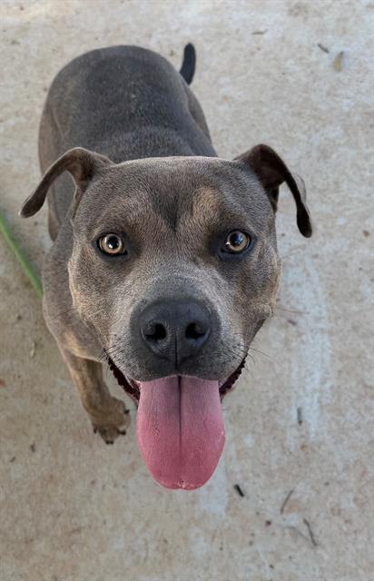 Shelter Stray Female Dog last seen CHARLOTTE, 8315 Byrum Dr, Charlotte, NC 28217, USA