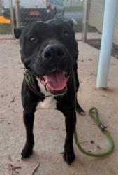 Shelter Stray Female Dog last seen CHARLOTTE, 8315 Byrum Dr, Charlotte, NC 28217, USA