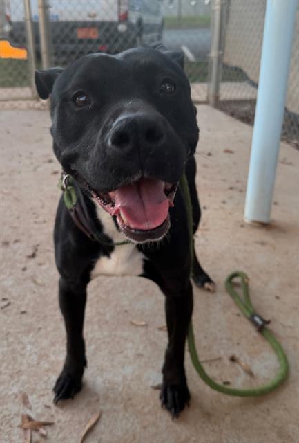 Shelter Stray Female Dog last seen CHARLOTTE, 8315 Byrum Dr, Charlotte, NC 28217, USA