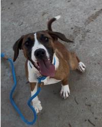 Shelter Stray Female Dog last seen MECK, 8315 Byrum Dr, Charlotte, NC 28217, USA