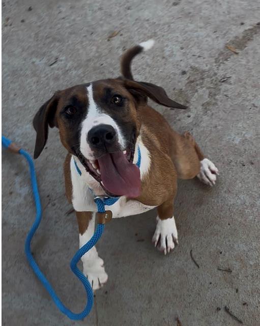 Shelter Stray Female Dog last seen MECK, 8315 Byrum Dr, Charlotte, NC 28217, USA