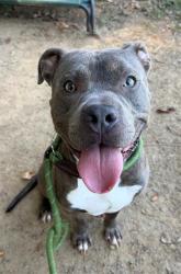 Shelter Stray Male Dog last seen CHARLOTTE, 8315 Byrum Dr, Charlotte, NC 28217, USA