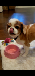 Reunited Male Dog last seen Smyrna Baptist Church, Ocoee, TN 37361