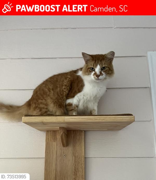 Lost Female Cat last seen 4th Ave & Kendall St - Haile St area near Wateree Baptist Church, Camden, SC 29020