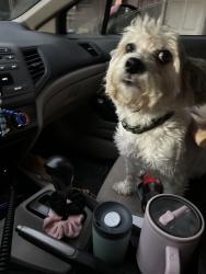 Found/Stray Female Dog last seen Andrews farm and McConnell, Guilford County, NC 27377