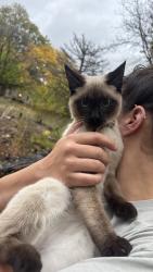 Reunited Male Cat last seen Alvord and brunswick, Flint, MI 48507