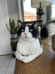 Reunited Male Cat last seen Near Ruby Drive, Pearland, TX 77581