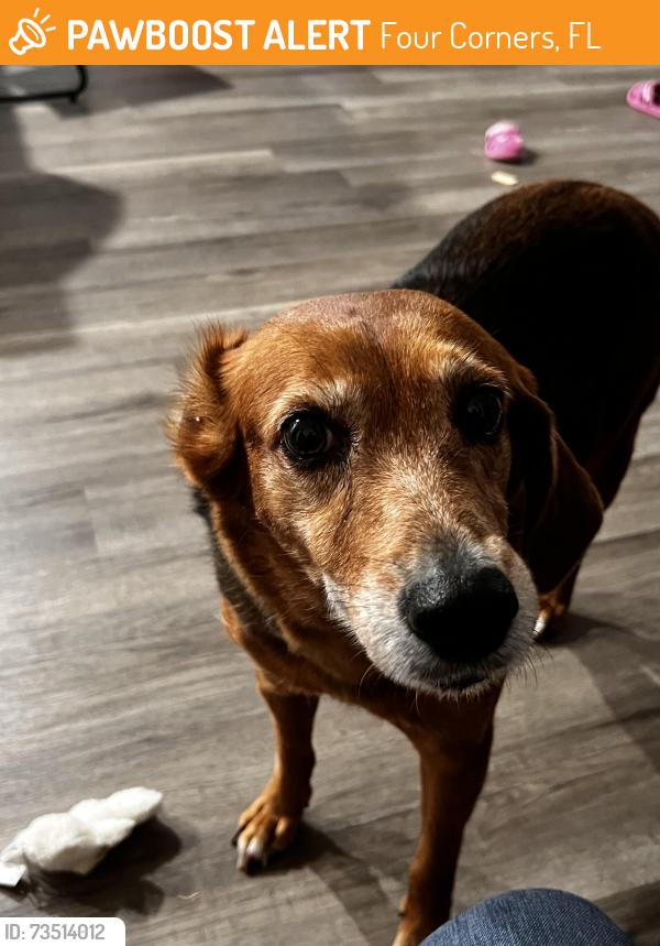 Found/Stray Female Dog last seen Happy Trails., Four Corners, FL 34747
