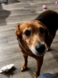 Found/Stray Female Dog last seen Happy Trails., Four Corners, FL 34747