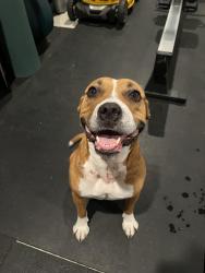 Found/Stray Female Dog last seen Lower clear creek rd, Norris TN, Norris, TN 37828