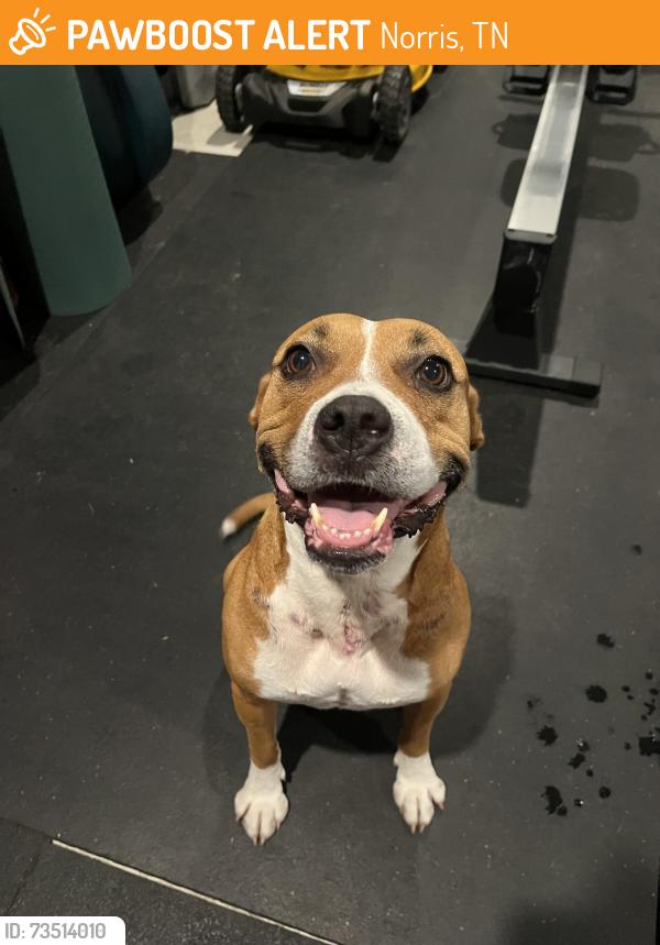 Found/Stray Female Dog last seen Lower clear creek rd, Norris TN, Norris, TN 37828