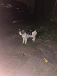 Found/Stray Male Cat last seen 5th St NW between Broad and Clarendon, Canton, OH 44708