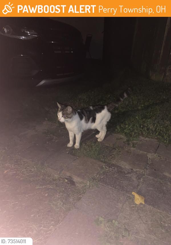 Found/Stray Male Cat last seen 5th St NW between Broad and Clarendon, Canton, OH 44708