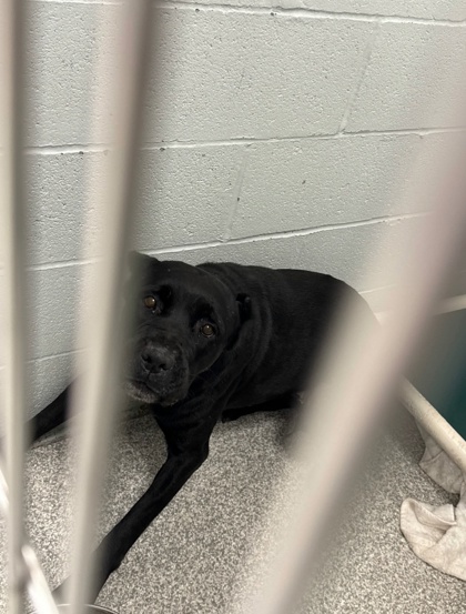 Shelter Stray Female Dog last seen Near W. North Ave., 21217, MD, 2490 Giles Rd, Baltimore, MD 21225, USA