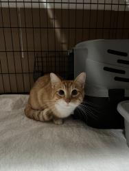 Found/Stray Unknown Cat last seen University Ave and 61st, Fridley, MN 55432
