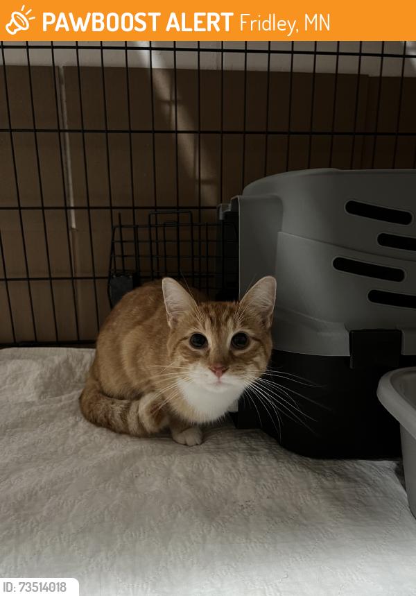 Found/Stray Unknown Cat last seen University Ave and 61st, Fridley, MN 55432