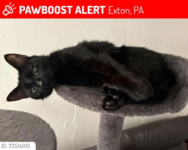 Lost Female Cat last seen Near Marchwood Tavern, Exton, PA 19341