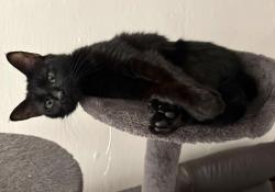 Lost Female Cat last seen Near Marchwood Tavern, Exton, PA 19341