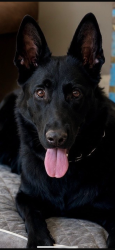 Lost Female Dog last seen Near sw 84th ct, Palmetto Bay, FL 33157