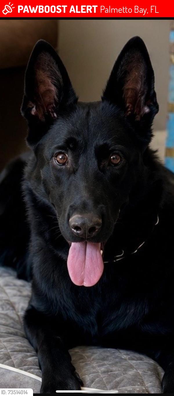 Lost Female Dog last seen Near sw 84th ct, Palmetto Bay, FL 33157
