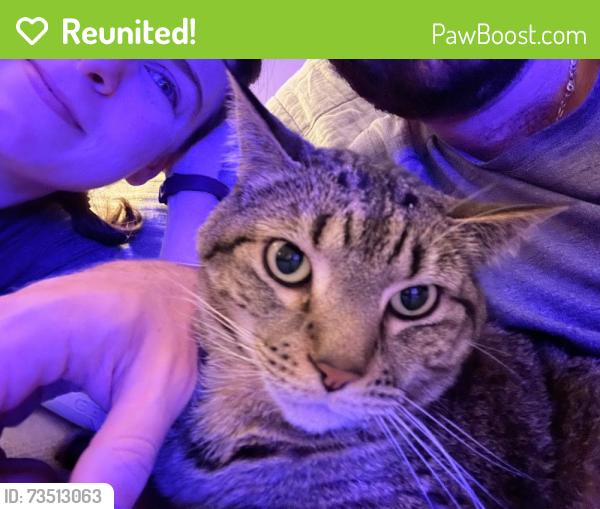 Reunited Male Cat last seen 5th St N and Pollard, Arlington, VA 22203