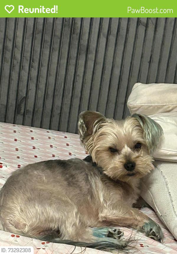 Reunited Male Dog last seen Shell Gas station W lake Avenue and MLK, Atlanta, GA 30314