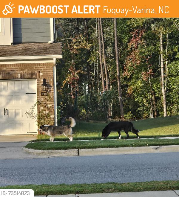 Found/Stray Unknown Dog last seen Villiage of Lake Wheeler, Fuquay-Varina, NC 27526