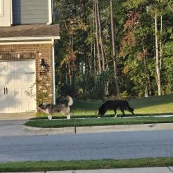 Found/Stray Unknown Dog last seen Villiage of Lake Wheeler, Fuquay-Varina, NC 27526