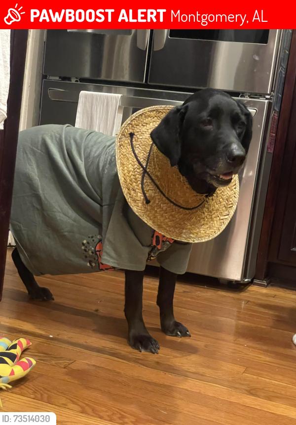 Lost Female Dog last seen Boultier, Montgomery, AL 36106