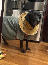 Lost Female Dog last seen Boultier, Montgomery, AL 36106