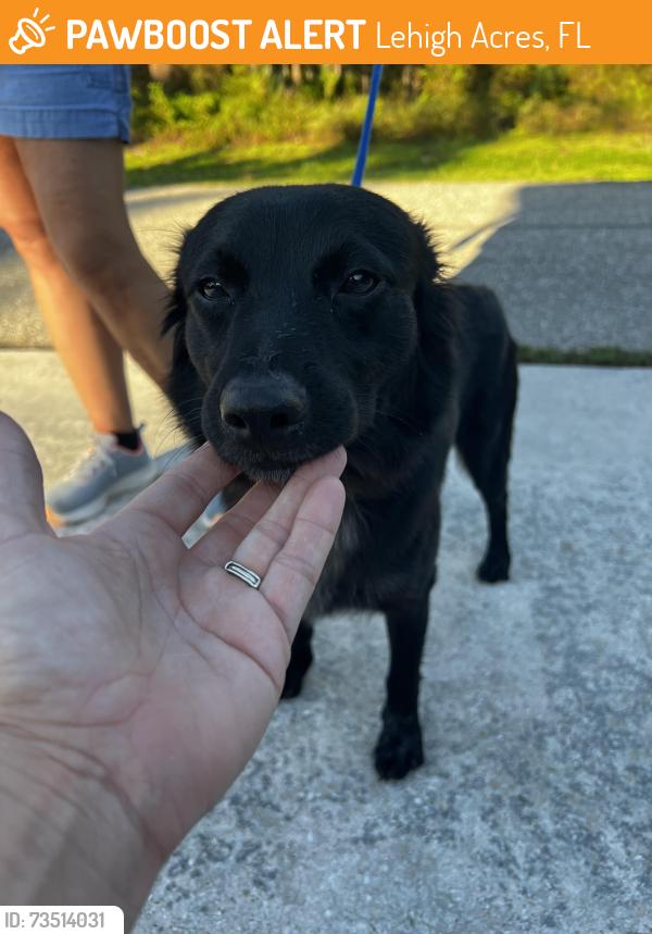 Found/Stray Male Dog last seen Scott ave, Lehigh Acres, FL 33936