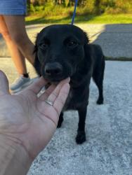 Found/Stray Male Dog last seen Scott ave, Lehigh Acres, FL 33936