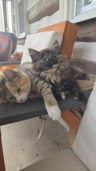 Lost Female Cat last seen Rt. 183, Bernville, PA 19506