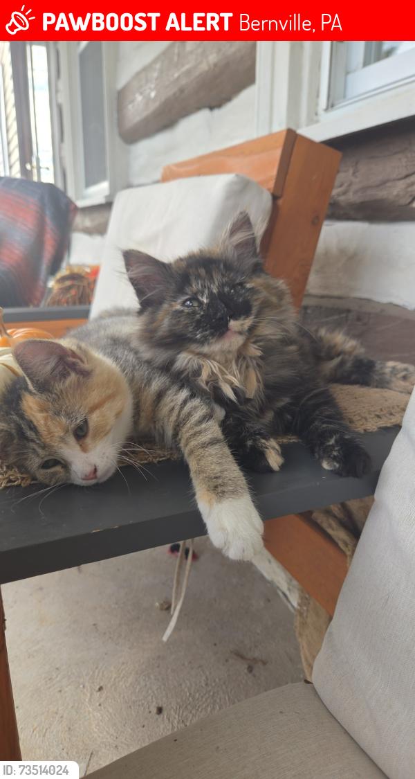 Lost Female Cat last seen Rt. 183, Bernville, PA 19506