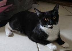 Lost Female Cat last seen At the address posted, Fort Lauderdale, FL 33312
