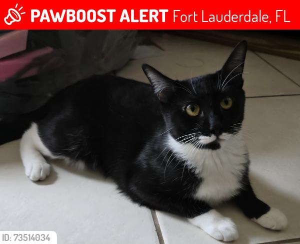 Lost Female Cat last seen At the address posted, Fort Lauderdale, FL 33312