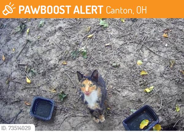 Found/Stray Unknown Cat last seen 5th NW between Broad and Clarendon, Canton, OH 44708
