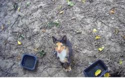 Found/Stray Unknown Cat last seen 5th NW between Broad and Clarendon, Canton, OH 44708