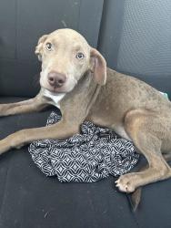 Found/Stray Male Dog last seen Farrow road, Columbia SC, Columbia, SC 29223