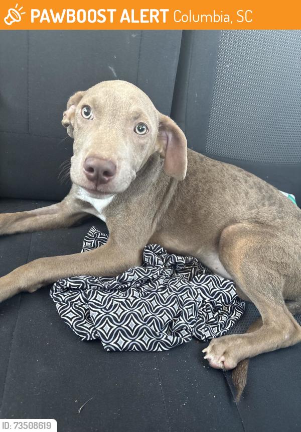 Found/Stray Male Dog last seen Farrow road, Columbia SC, Columbia, SC 29223