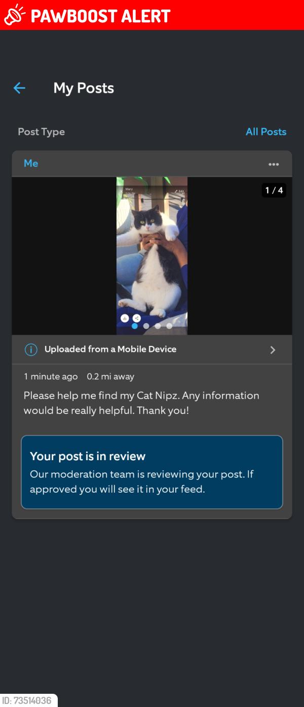 Lost Female Cat last seen Speeks Ct, Chesterfield County, VA 23112